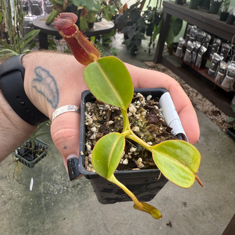 
                      
                        [W025] Nepenthes robcantleyi x lowii
                      
                    