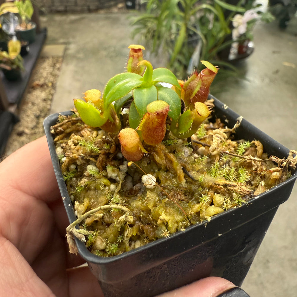 
                      
                        [W009] Nepenthes macrophylla, Clone: T (Gunung Trusmadi, Borneo)
                      
                    