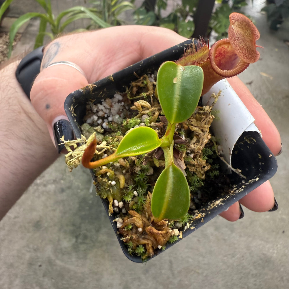 
                      
                        [W029] Nepenthes (lowii x macrophylla) x robcantleyi BE-4022
                      
                    