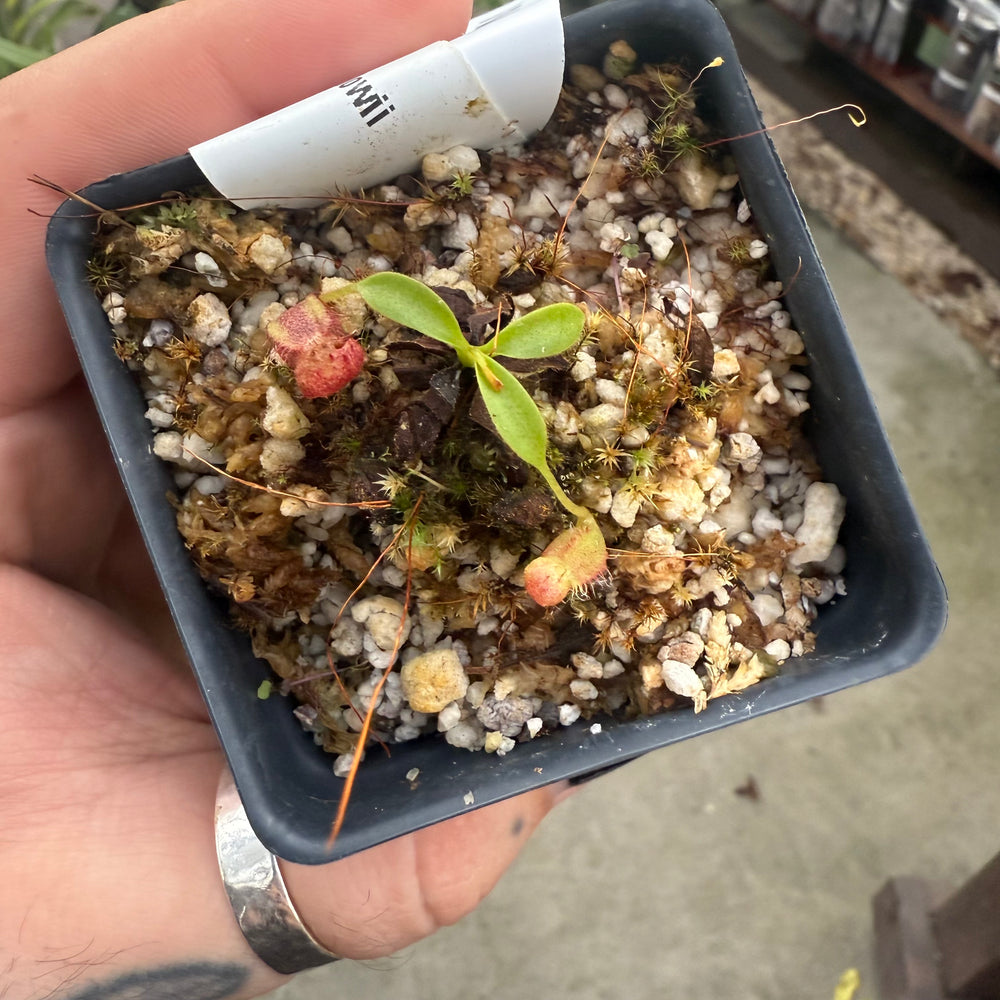 [W022] Nepenthes kinabaluensis x lowii