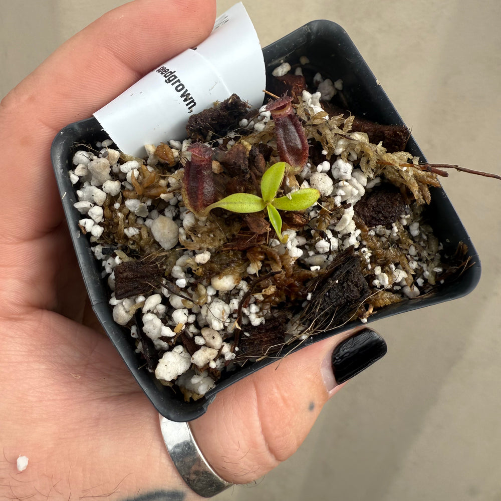 
                      
                        [W046] Nepenthes naga (seedgrown)
                      
                    