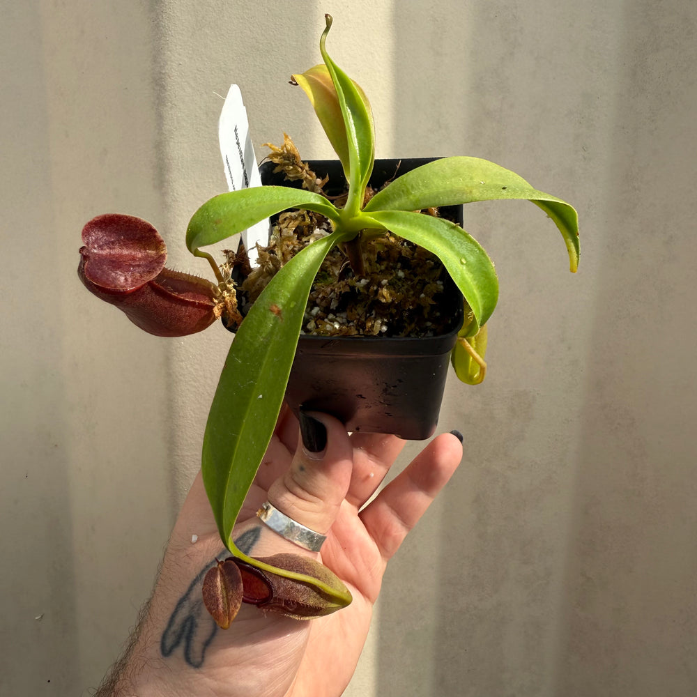 
                      
                        [W050] Nepenthes naga (seedgrown)
                      
                    