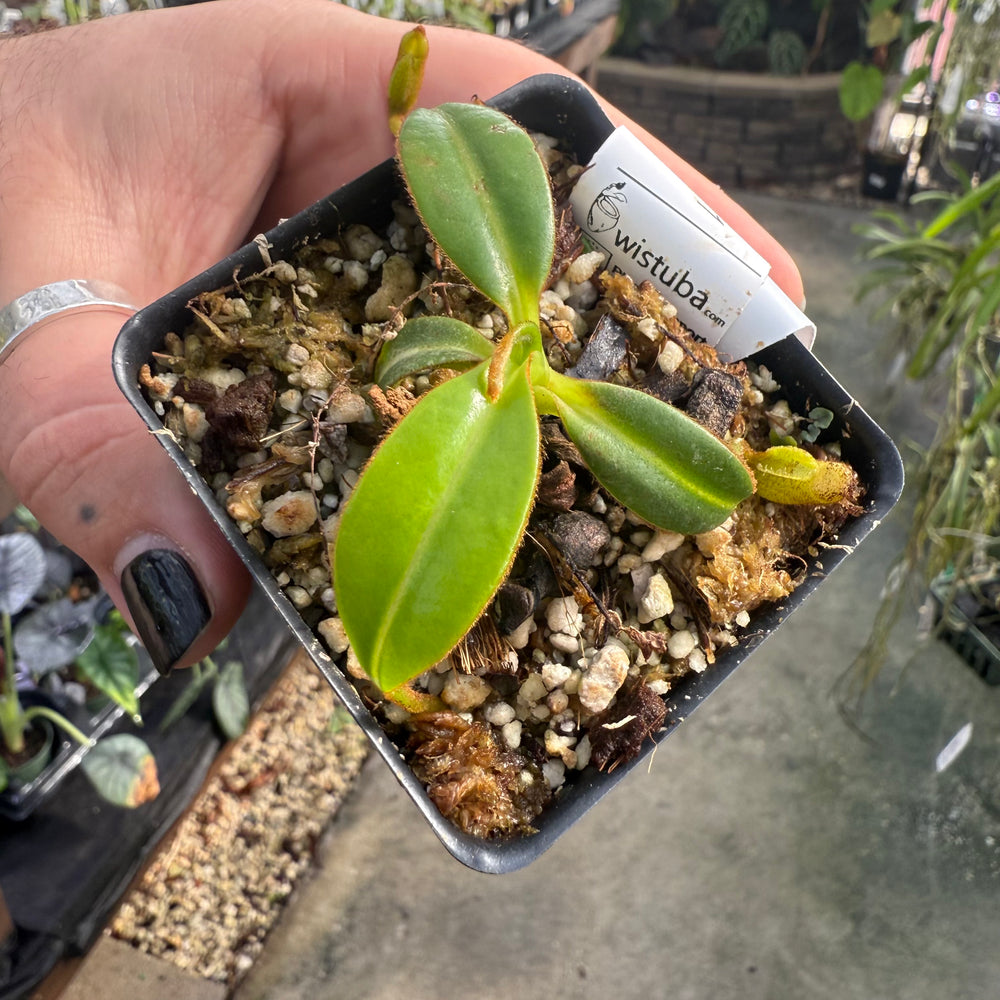 
                      
                        [W012] Nepenthes macrophylla, Clone: WT2_4 (Gunung Trusmadi, Borneo)
                      
                    