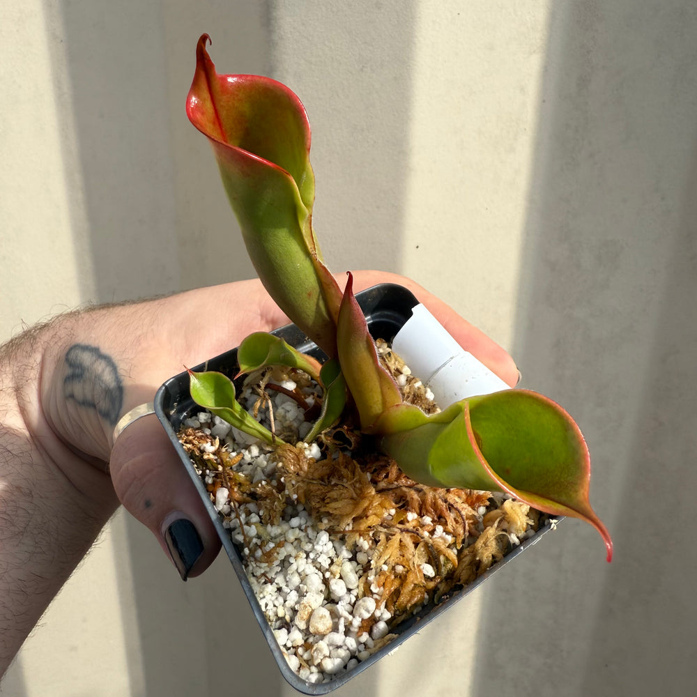 [W064] Heliamphora sarracenioides x minor 