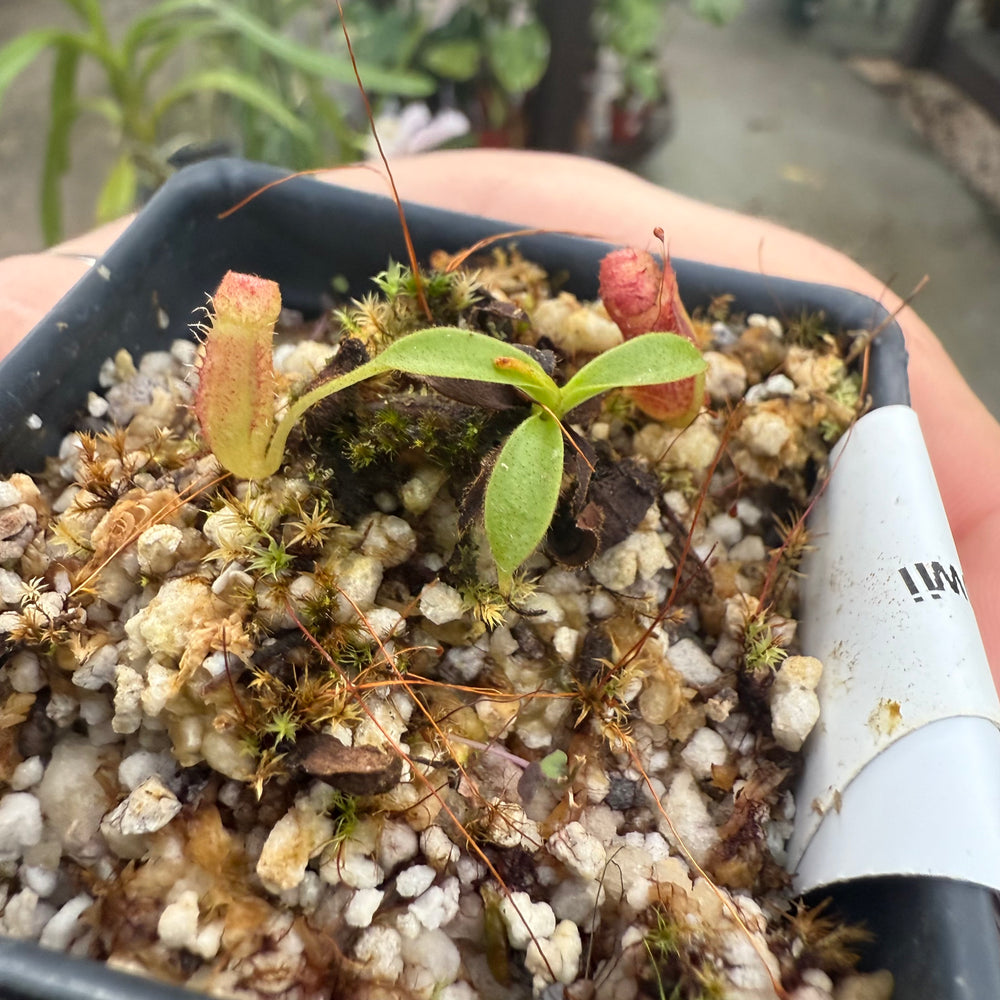 
                      
                        [W022] Nepenthes kinabaluensis x lowii
                      
                    