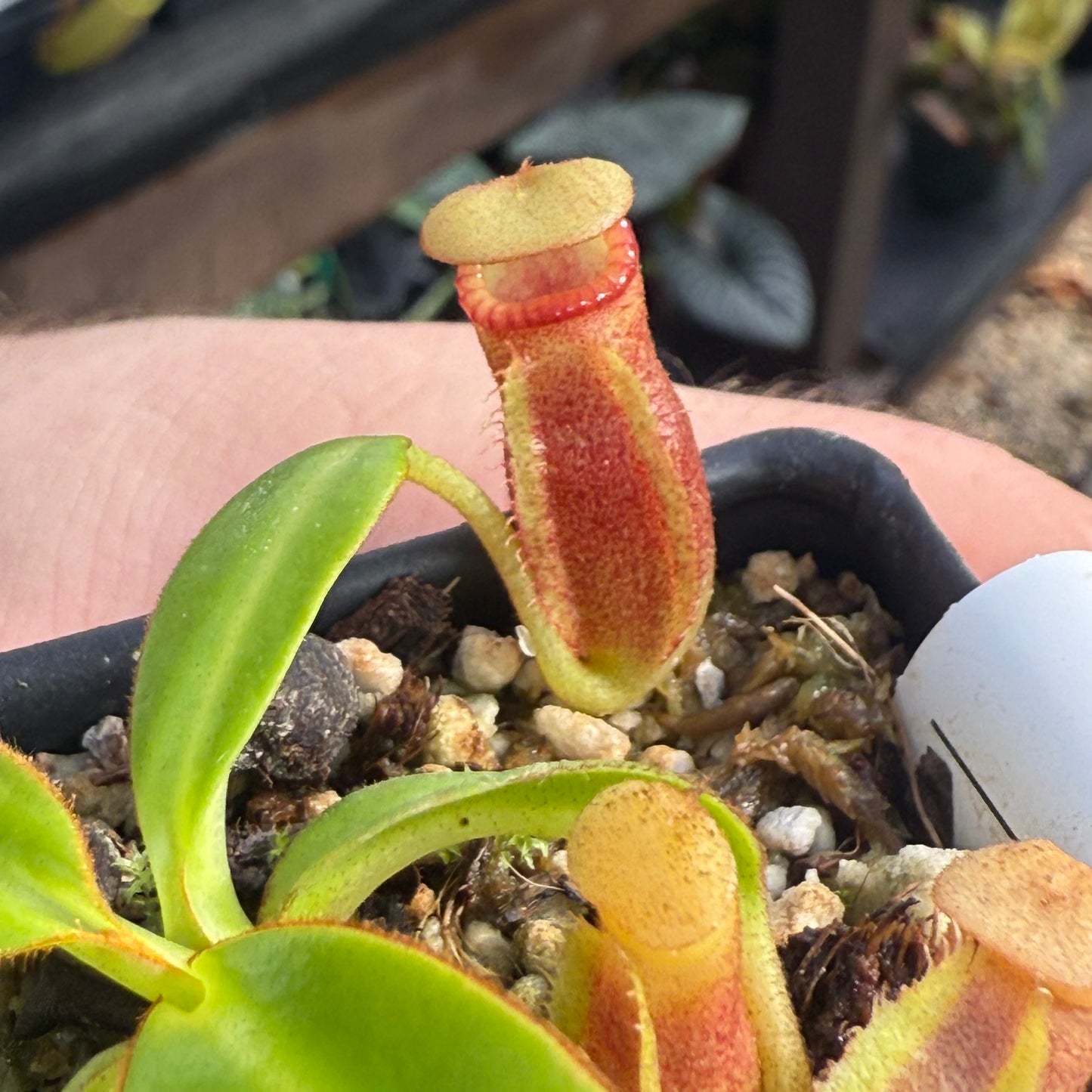 [W013] Nepenthes macrophylla, Clone: WT2_5 (Gunung Trusmadi, Borneo)