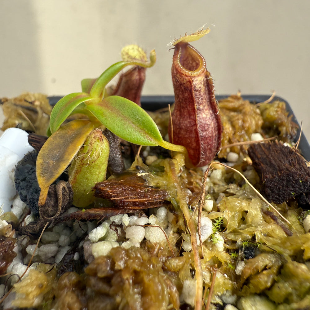 [W056] Nepenthes nigra (Gunung Katopasa) Clone:01