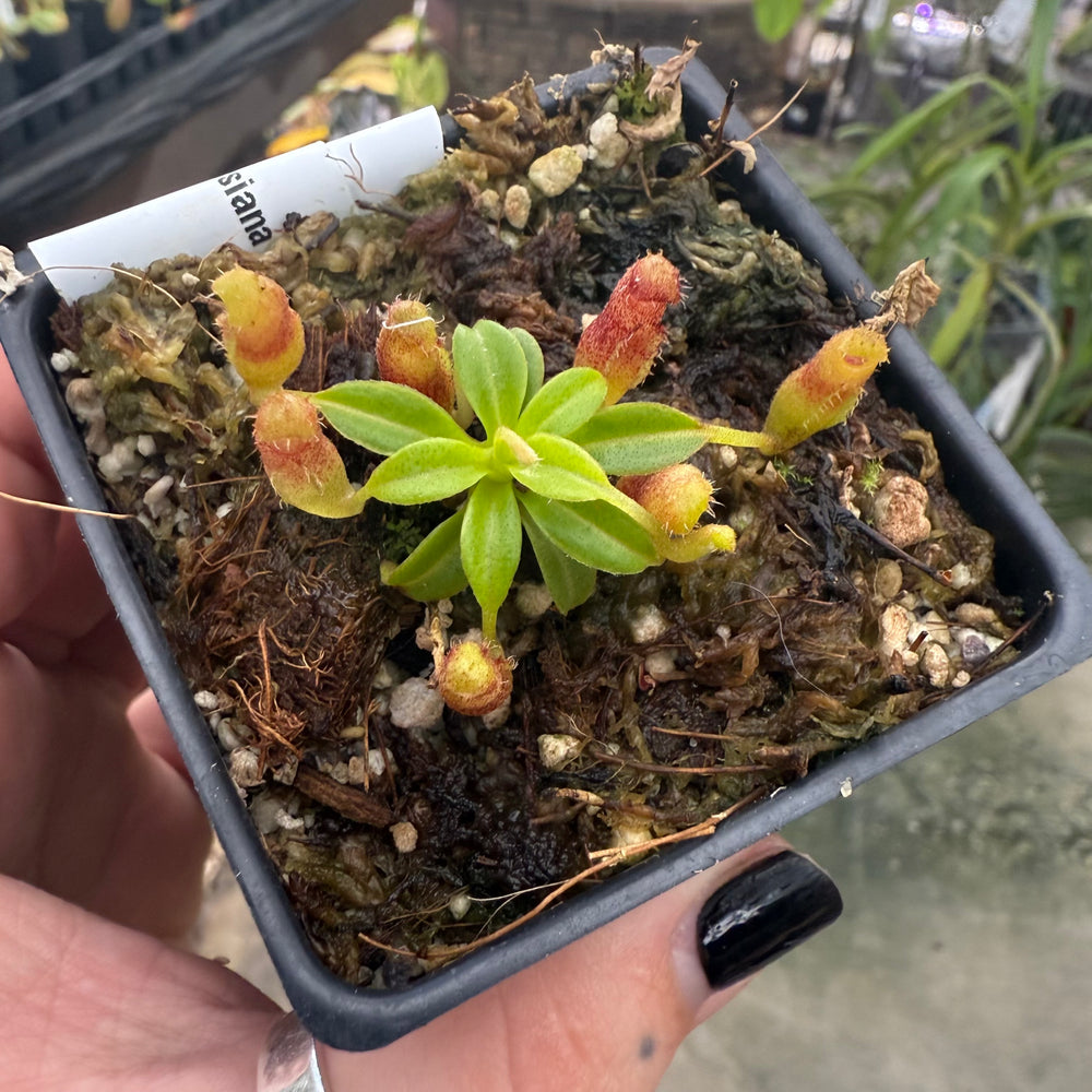 [W017] Nepenthes aristolochioides x edwardsiana