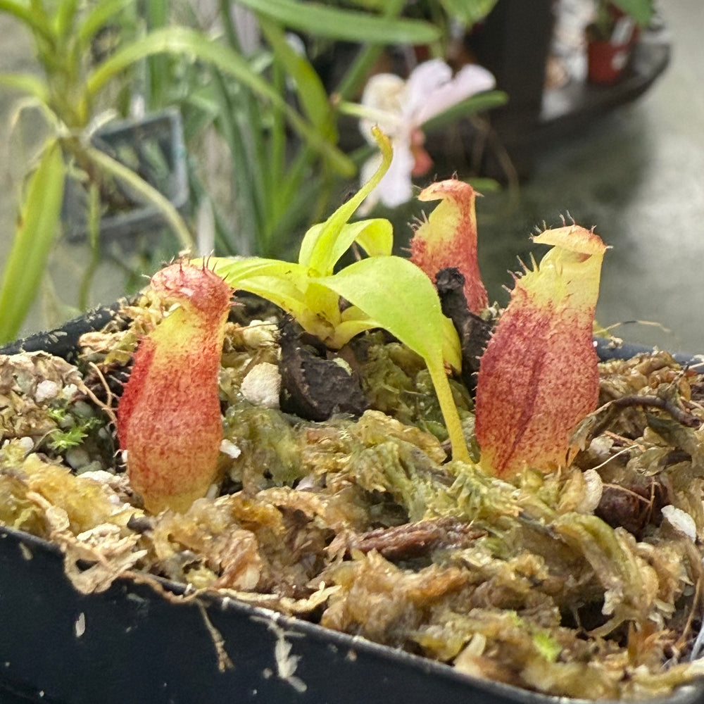 
                      
                        [W030] Nepenthes jamban x macrophylla
                      
                    