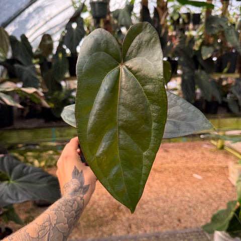 front view of anthurium leaf