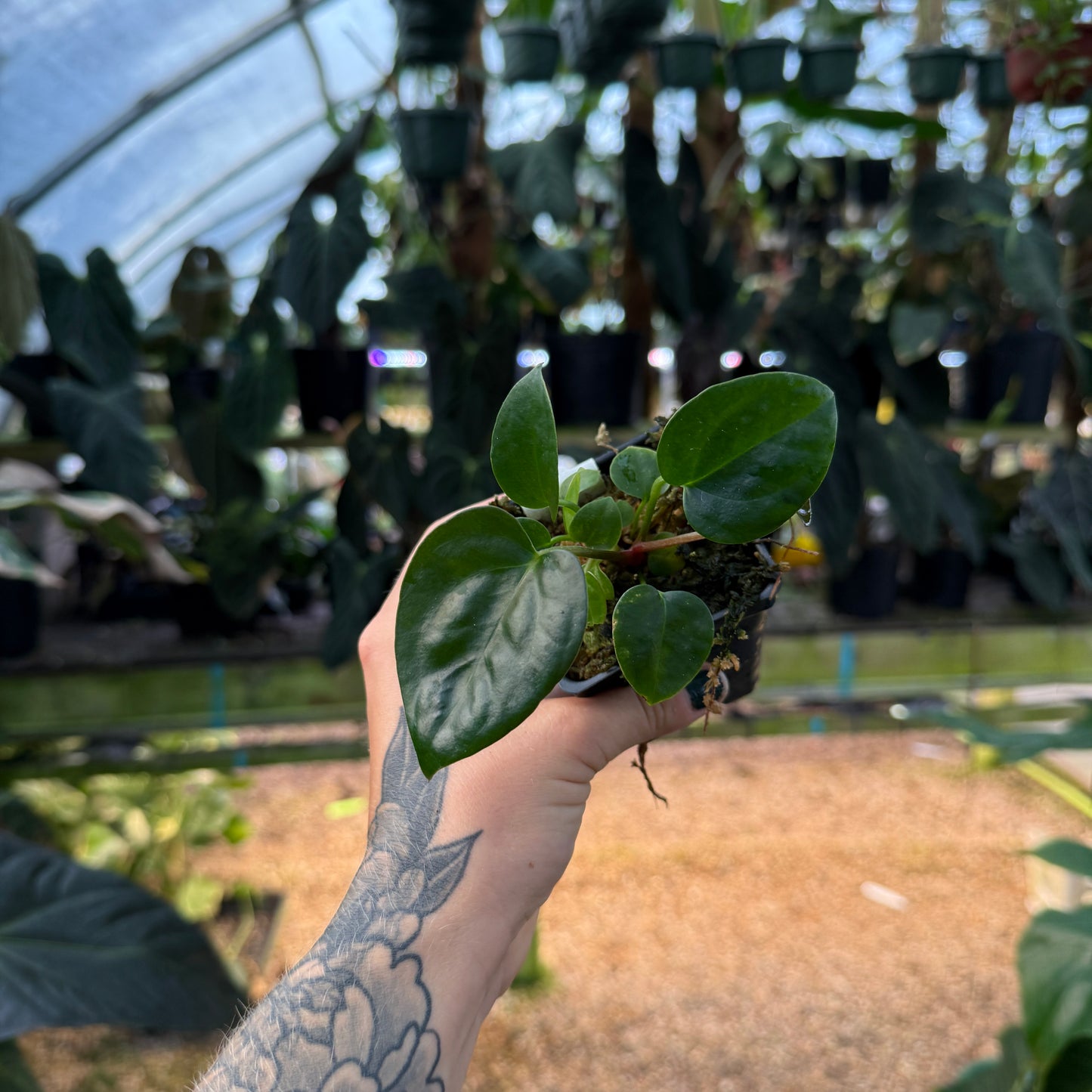top view of a small anthurium 