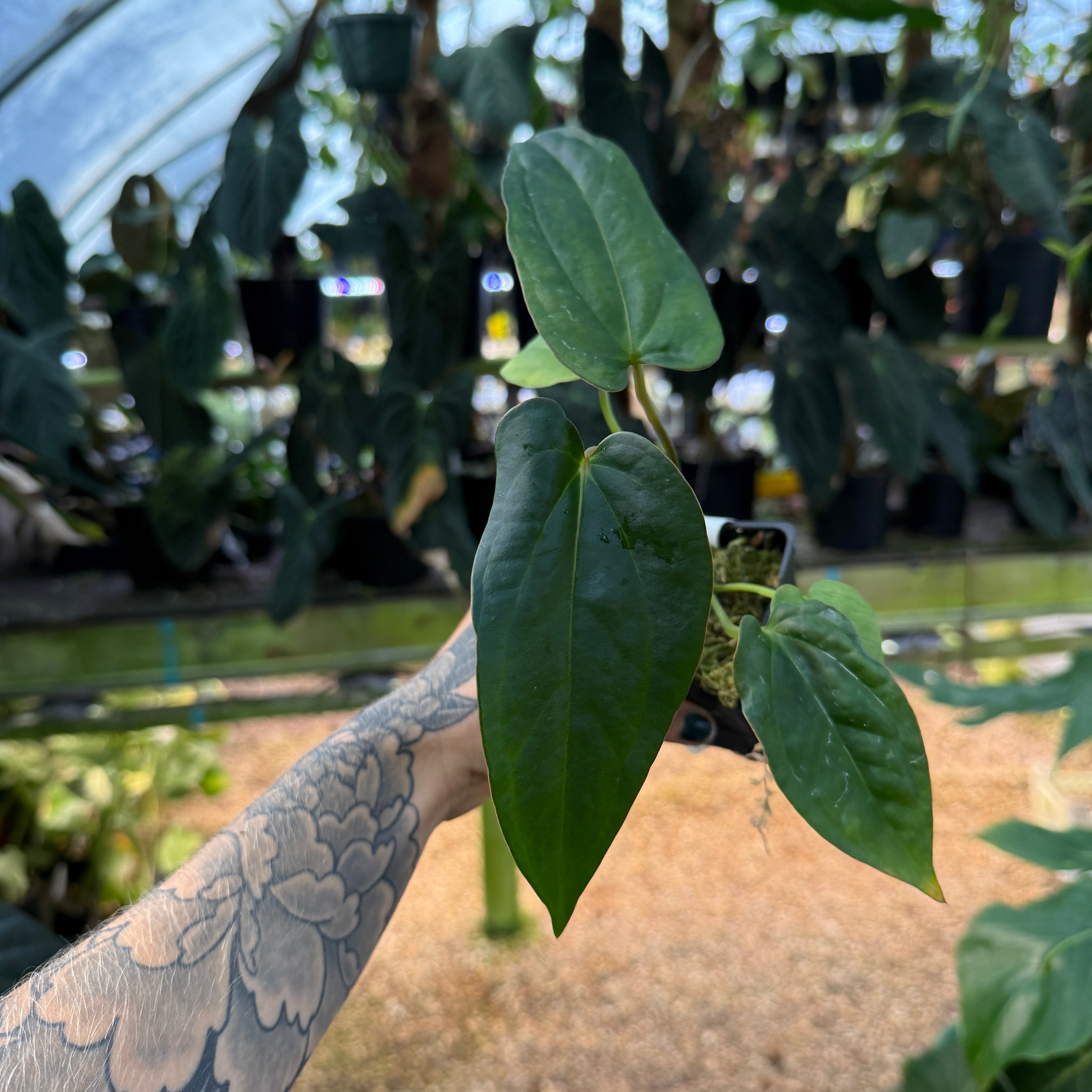 Anthurium 'Gigi' x carlablackiae, CAR-1078 – Carnivero