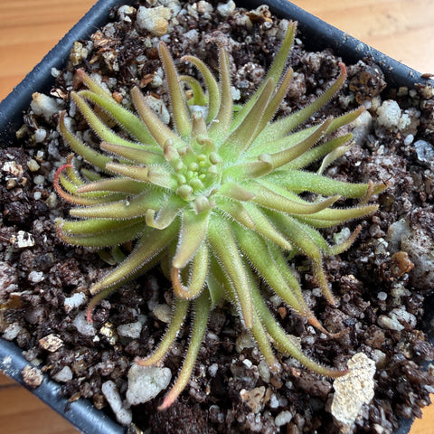 A close-up of a green pinguicula plant with narrow, finger-like leaves growing in dark soil inside a black square pot, photographed from above.