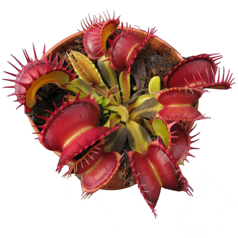 Harlequin Venus flytrap with bright red traps and a yellow green interior in a terracotta pot