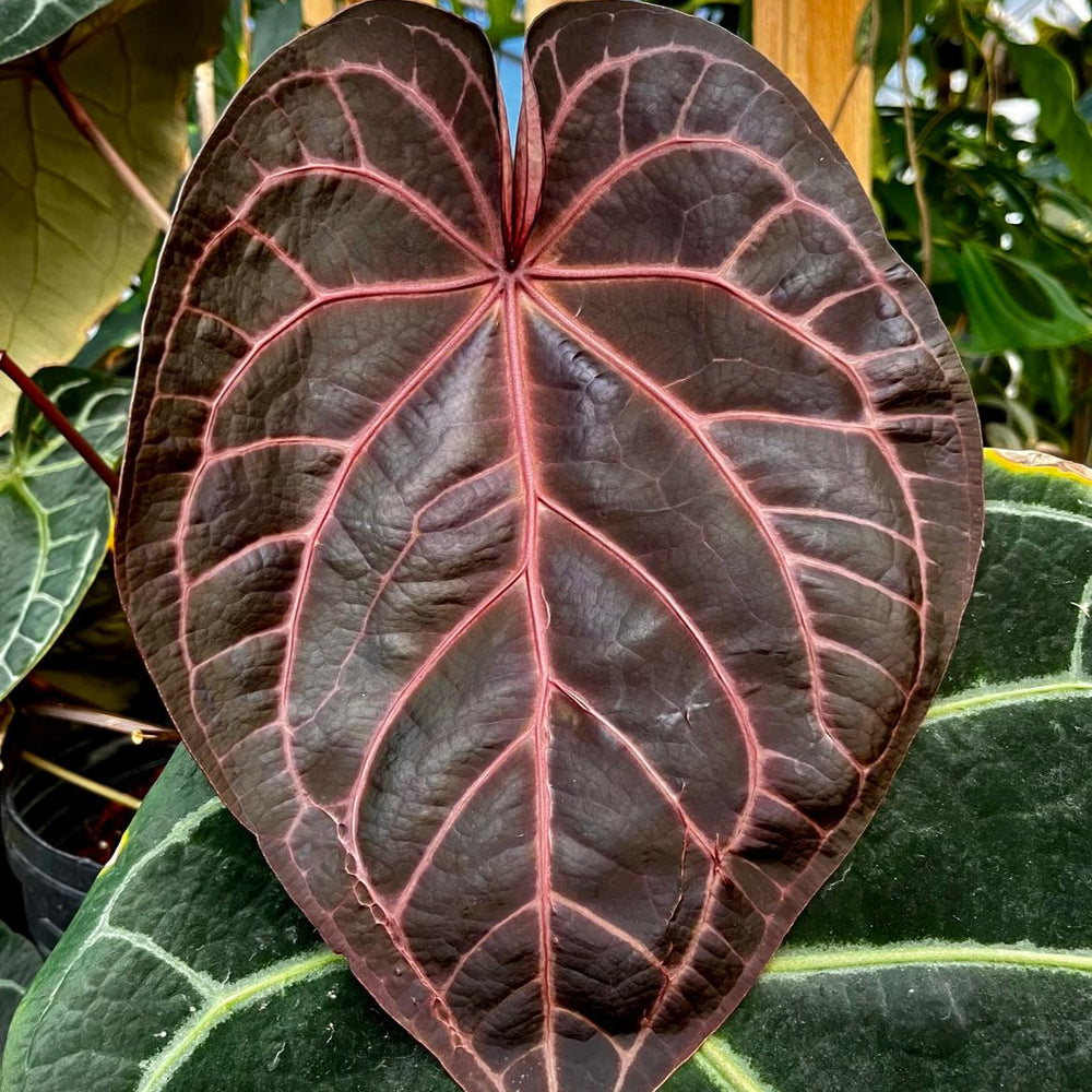 
                      
                        Anthurium Doc Block - F2
                      
                    