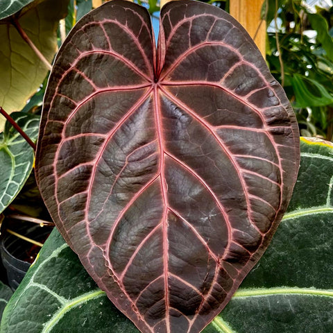 Dark burgundy anthurium leaf with bright pink veins spreading from the center