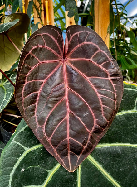 Anthurium Doc Block - F2