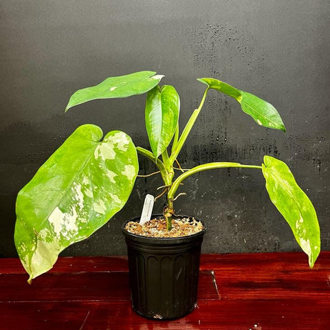 Syngonium chiapense variegated in a small pot with pale white variegation on green leaves