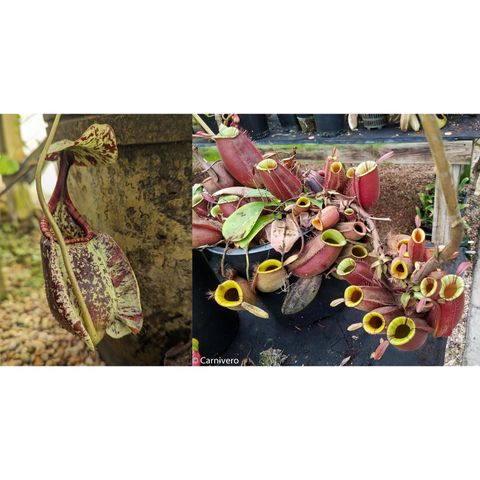 Purple Stripe Nepenthes rafflesiana JB x ampullaria seed pod left shows a purple striped hanging pitcher right shows yellow rimmed red pitchers