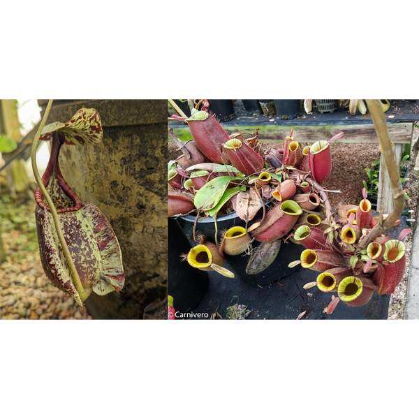Nepenthes rafflesiana JB x ampullaria Purple Stripe #1-Seed Pod