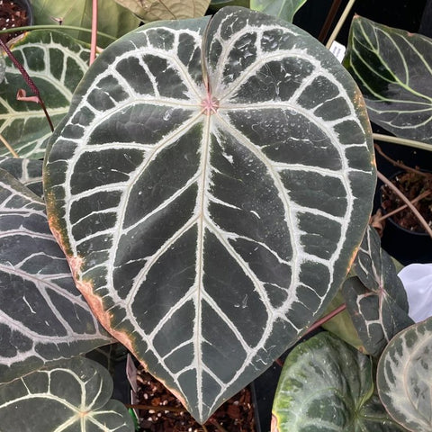 Close up of a dark green Wonderboy Anthurium leaf with bold white venation.