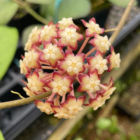 Cluster of cream Hoya tanggamus flowers with pink edged petals forming a round inflorescence