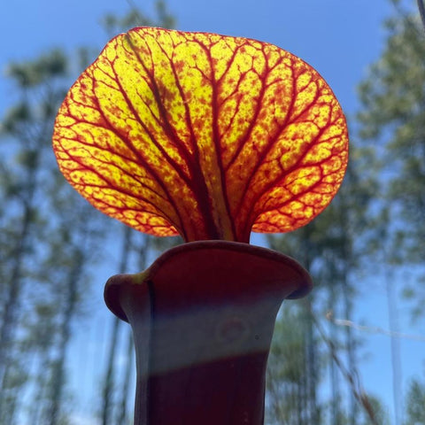 Close up of yellow Sarracenia flava var rubricorpora flower with red veining against a blue sky