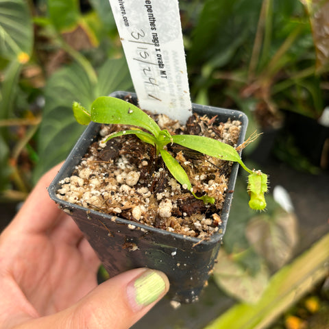 Nepenthes naga x ovata MT small seedling in a pot held in hand with a handwritten tag visible.