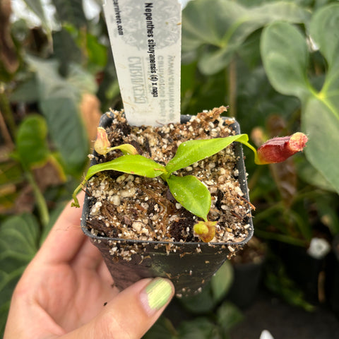 Small Nepenthes sibuyanensis x naga plant with a developing red pitcher on the right