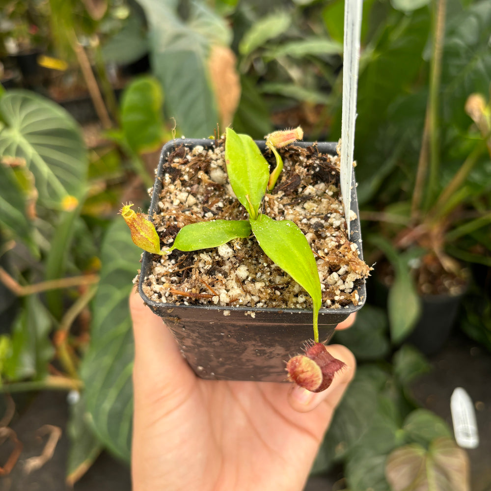 
                      
                        [A339] Nepenthes sibuyanensis (d) x naga
                      
                    