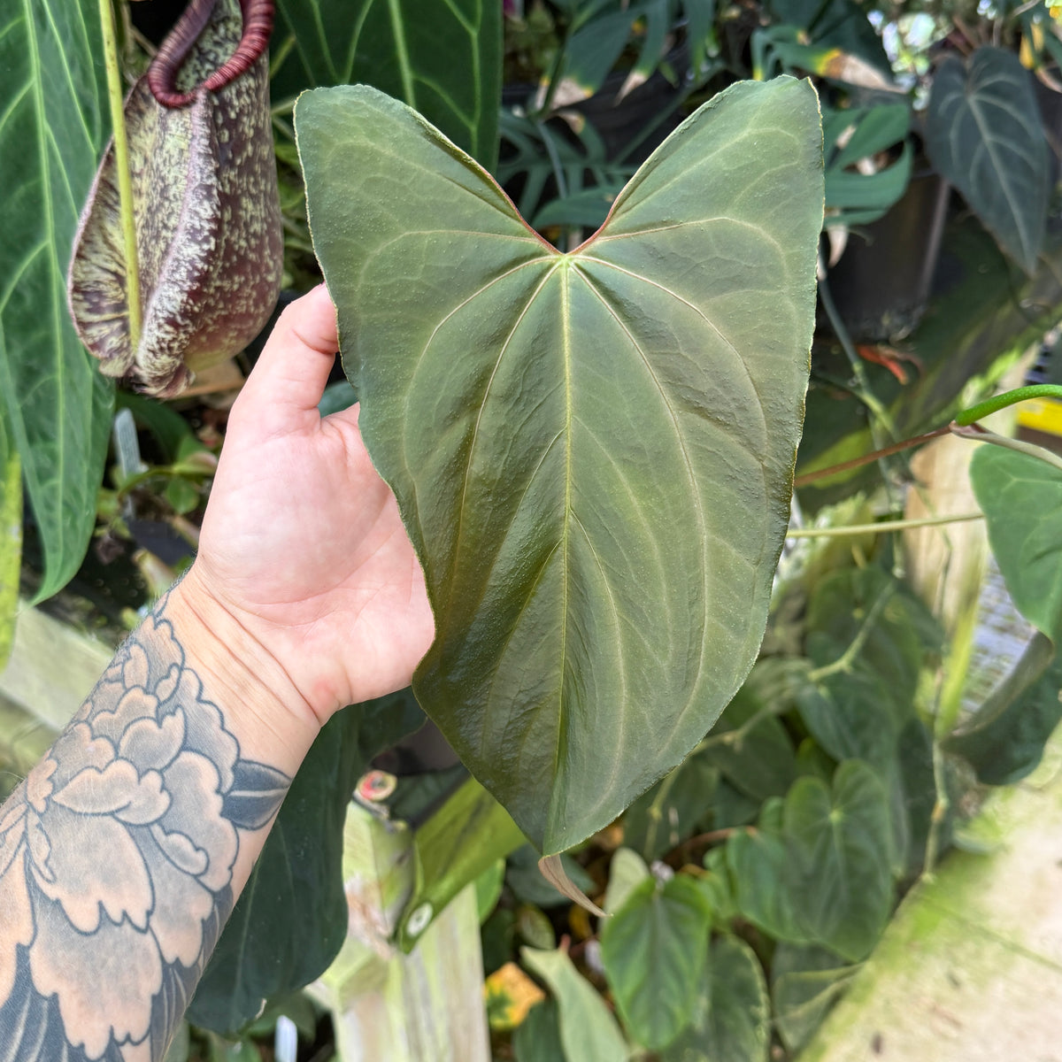 WH0599	Anthurium pap Tezula Soul Reaper x self	(L)