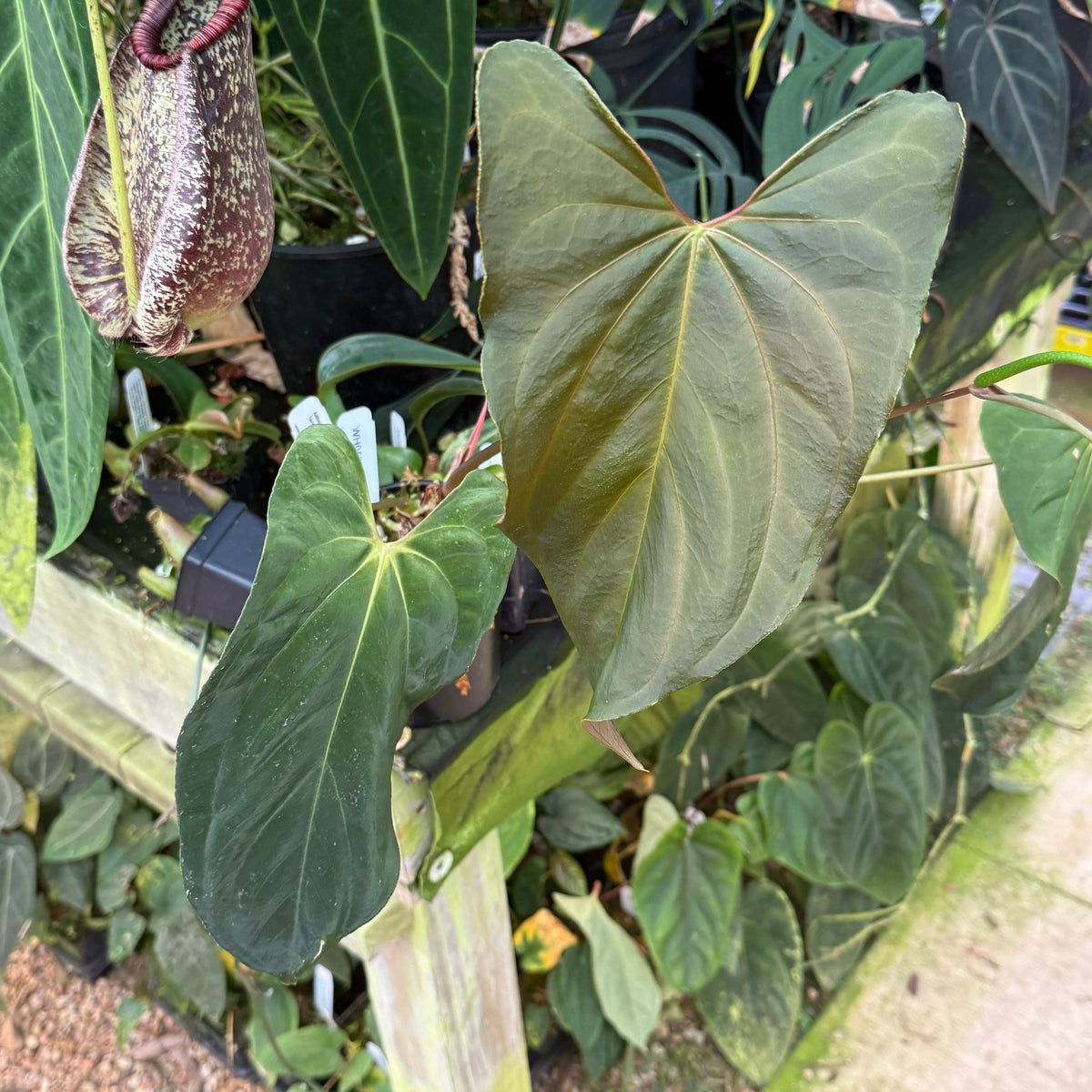 WH0599	Anthurium pap Tezula Soul Reaper x self	(L)