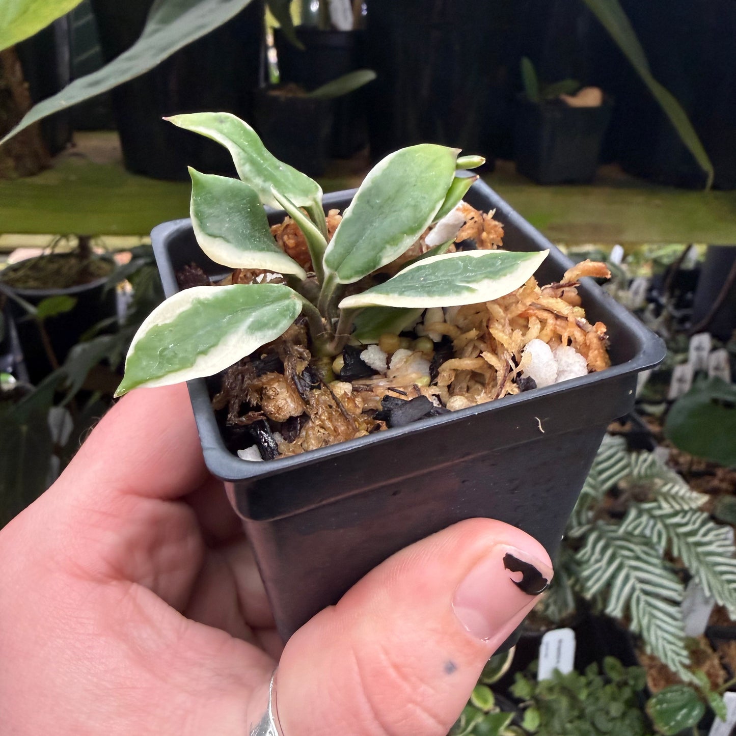 [MDR079] Hoya carnosa 'Holliana'