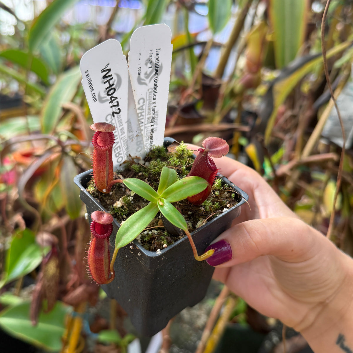 WH0472	Nepenthes (diabolica x hamata) x edwardsiana Clone: 01	(XS)