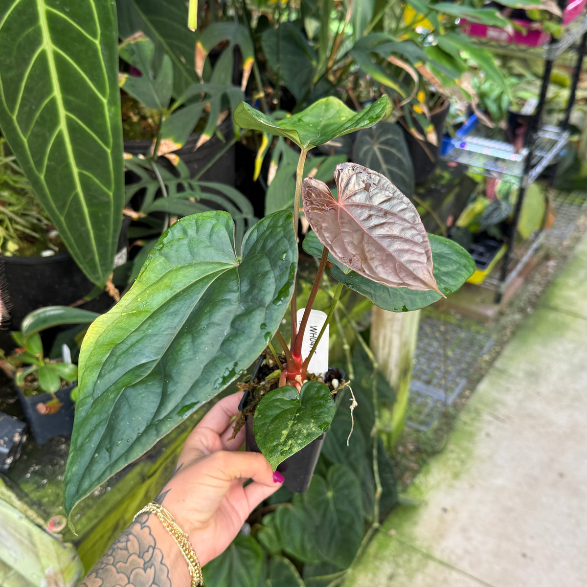 WH0475	Anthrium (antolakii x carlablackiae) x debilis, CAR-1132	(M)