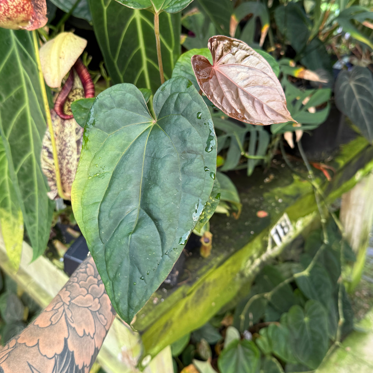 WH0475	Anthrium (antolakii x carlablackiae) x debilis, CAR-1132	(M)