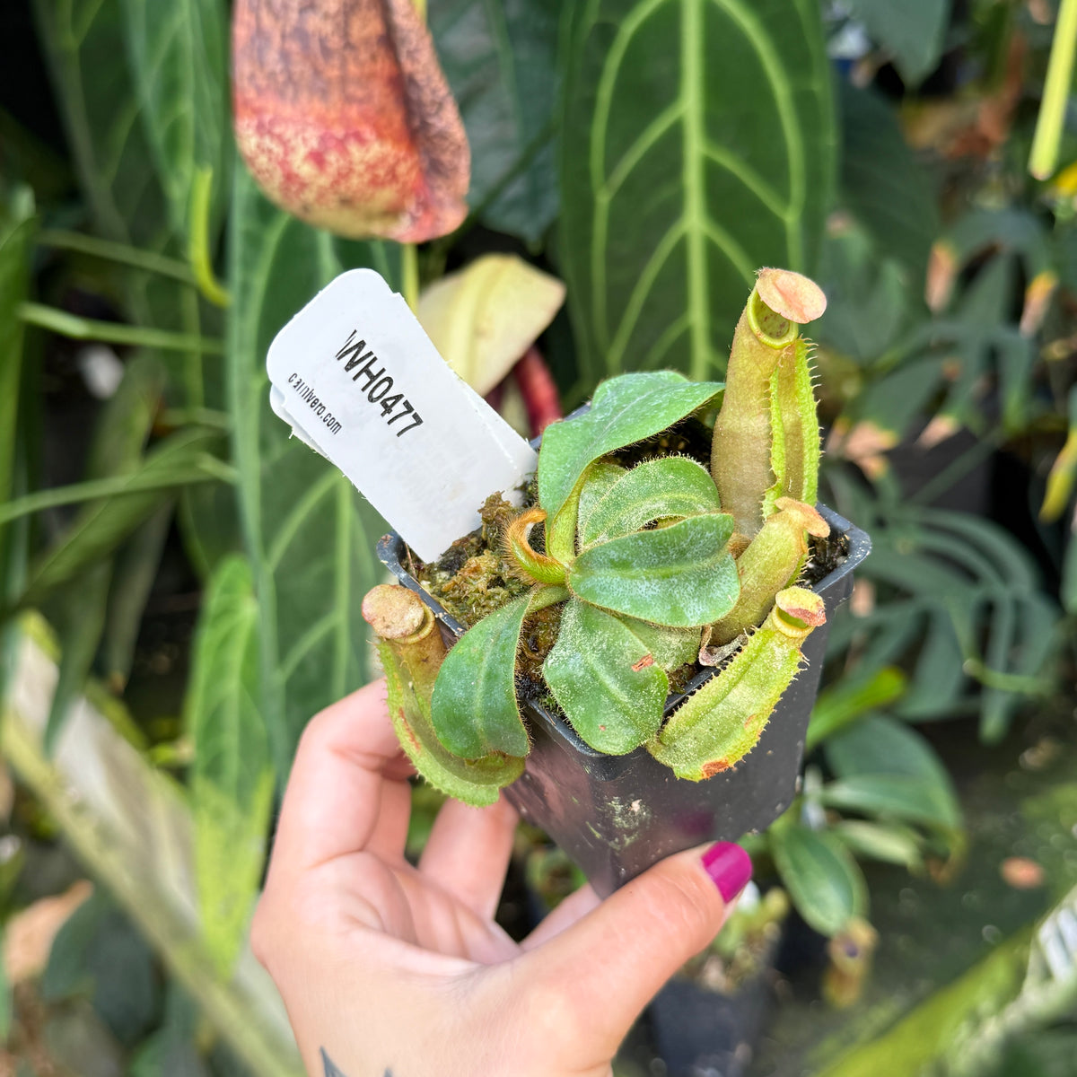 WH0477	Nepenthes veitchii ('Queen' x 'Cobra'), CAR-1126	(S)
