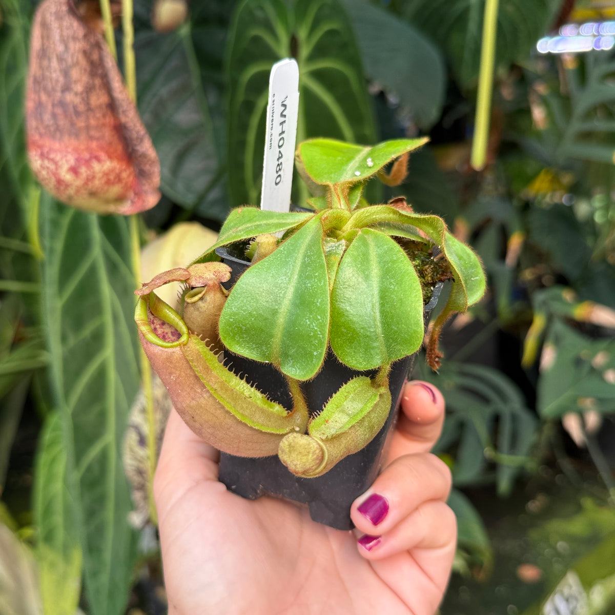 hand holding potted pitcher plant 