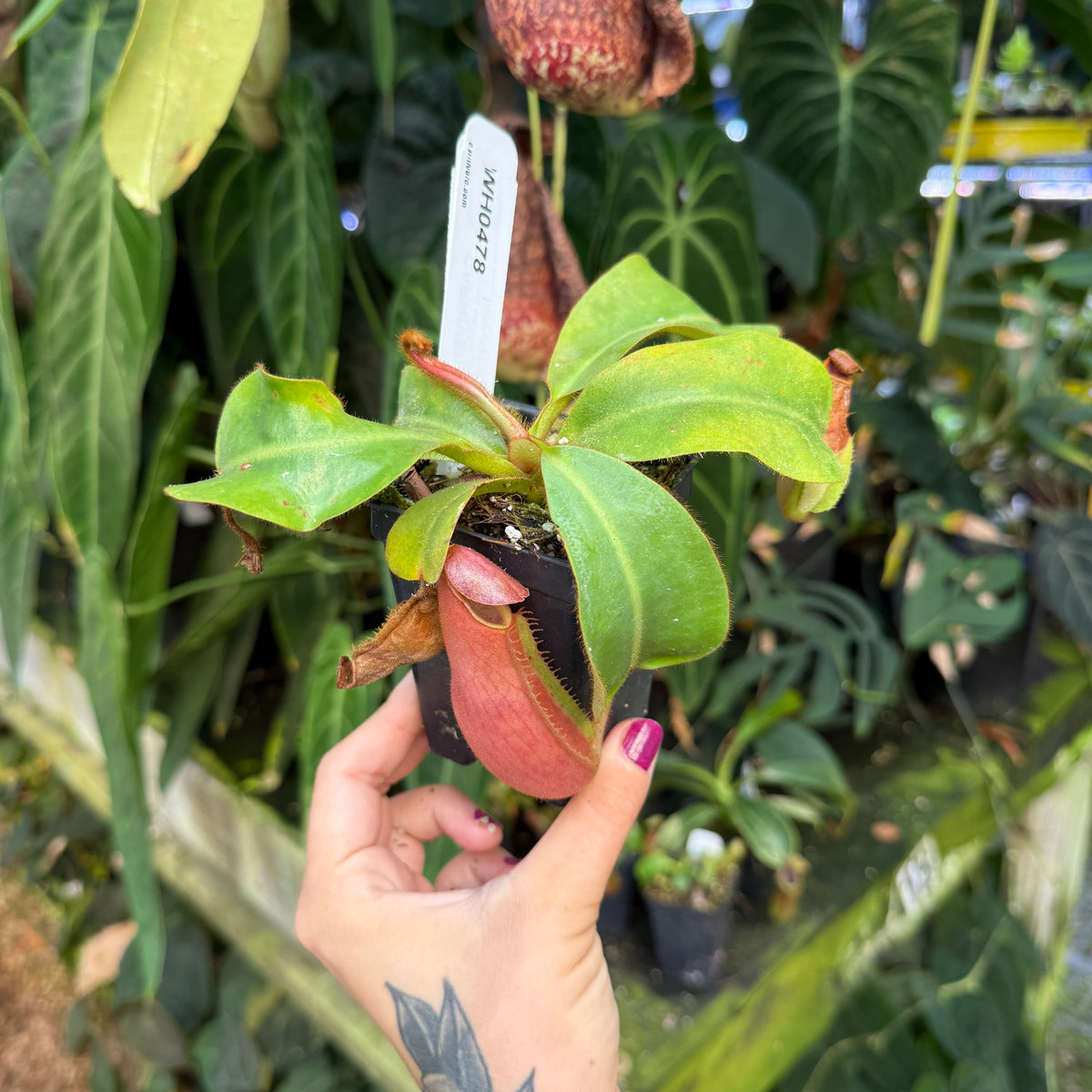 hand holding potted pitcher plant
