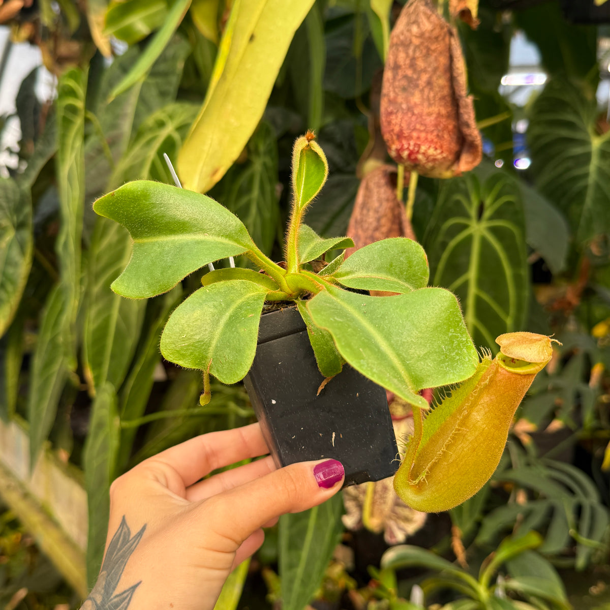 hand holding potted nepenthes 