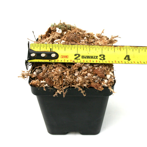 Top view of soil filled black nursery pot with a measuring tape across the soil for wholesale pickup Austin TX
