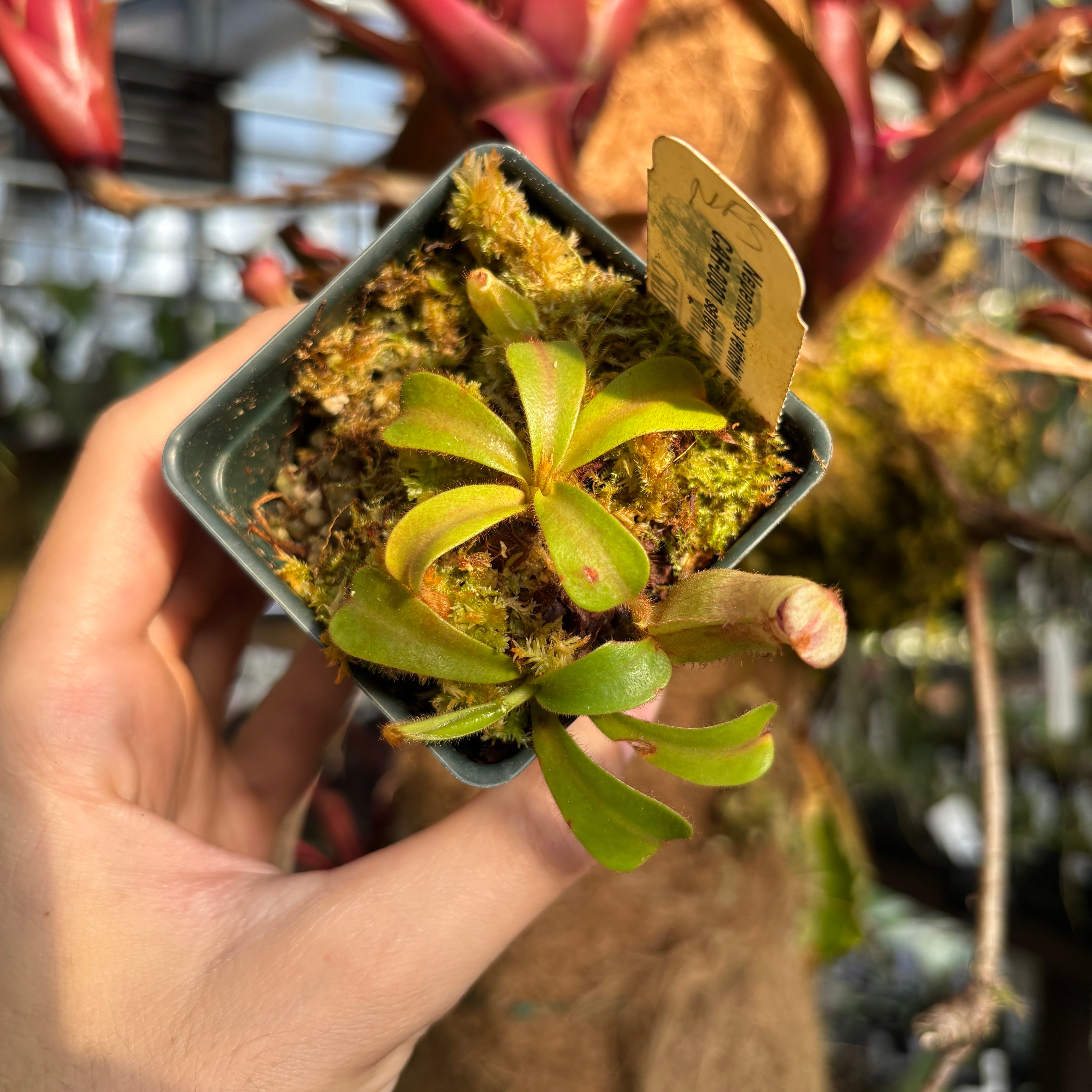 A1213] Nepenthes veitchii (