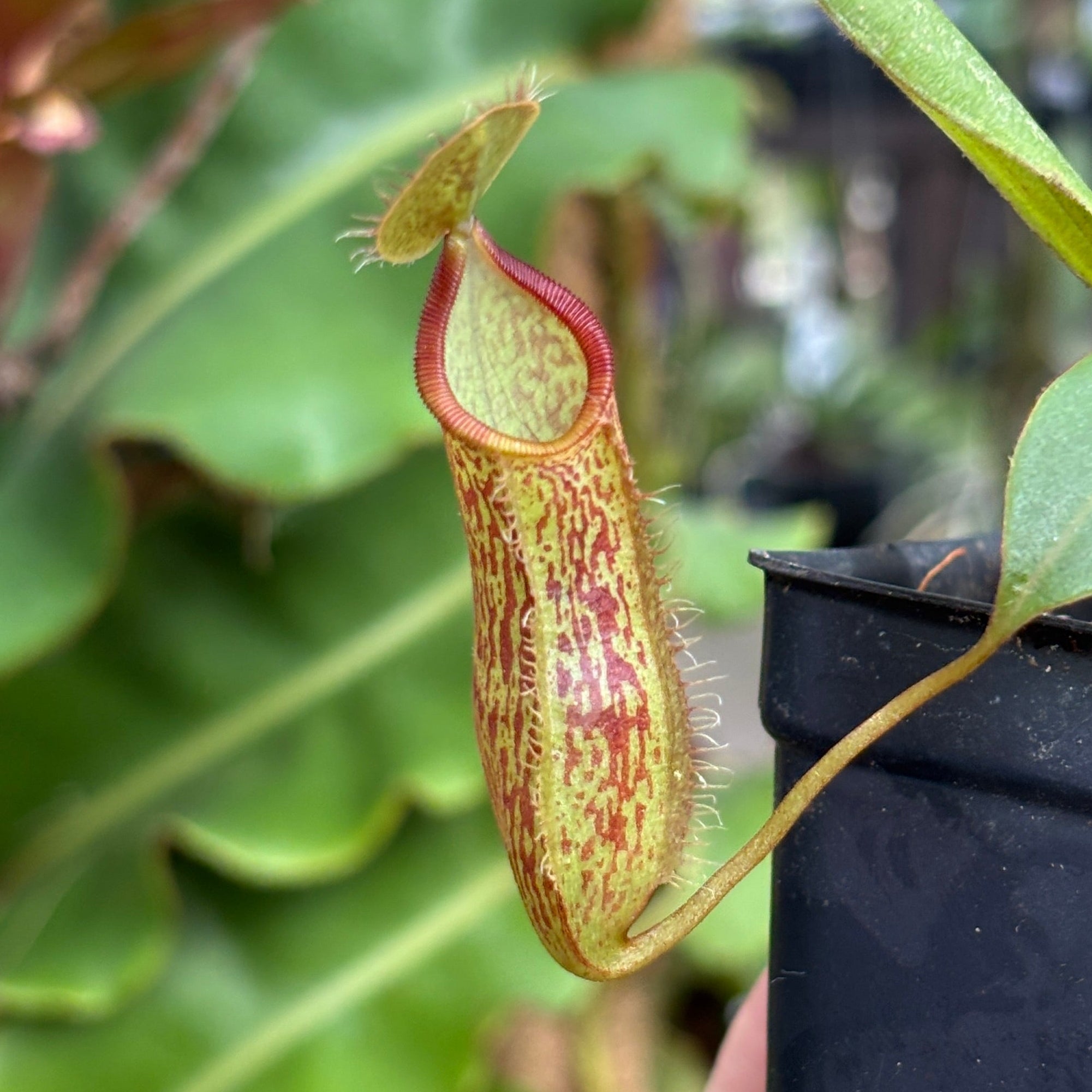 Fruitpannacottaページ A1233] Nepenthes adnata x hamata MT – Carnivero
