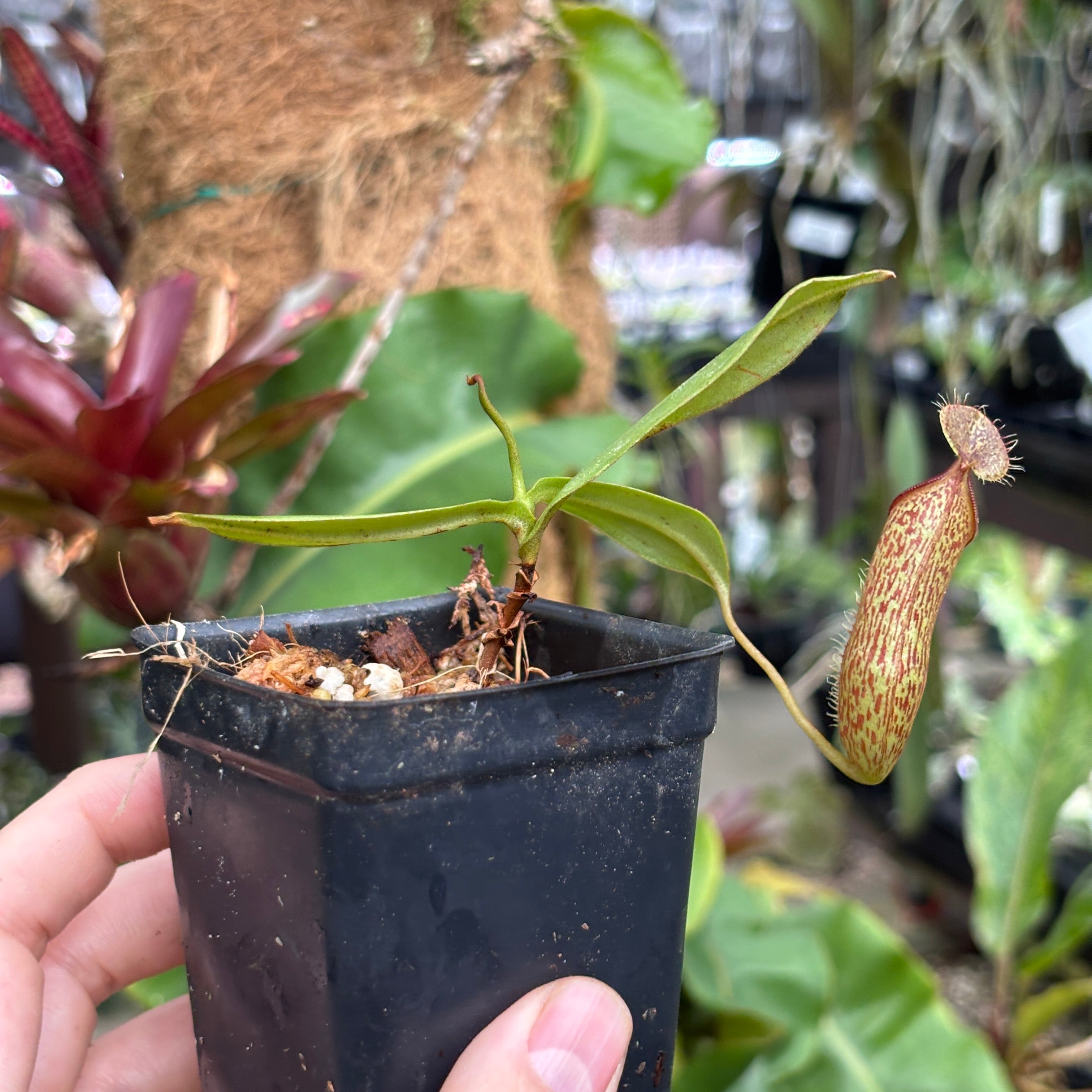A1233] Nepenthes adnata x hamata MT – Carnivero