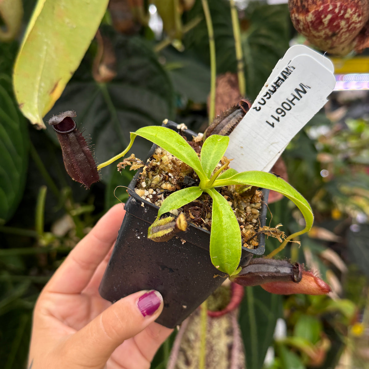 A hand holds a small potted pitcher plant with bright green leaves and dark reddish-purple traps in a black plastic pot, with a white plant tag inserted. The background is a lush, out-of-focus greenhouse setting with other plants.