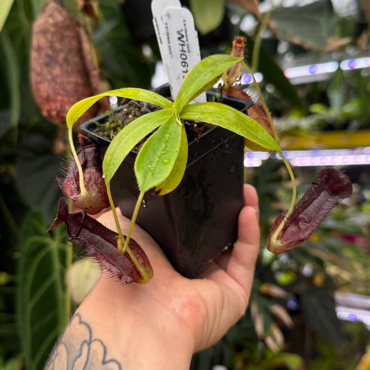 WH0612	Nepenthes naga x (peltata x tenuis), CAR-0478 (M)