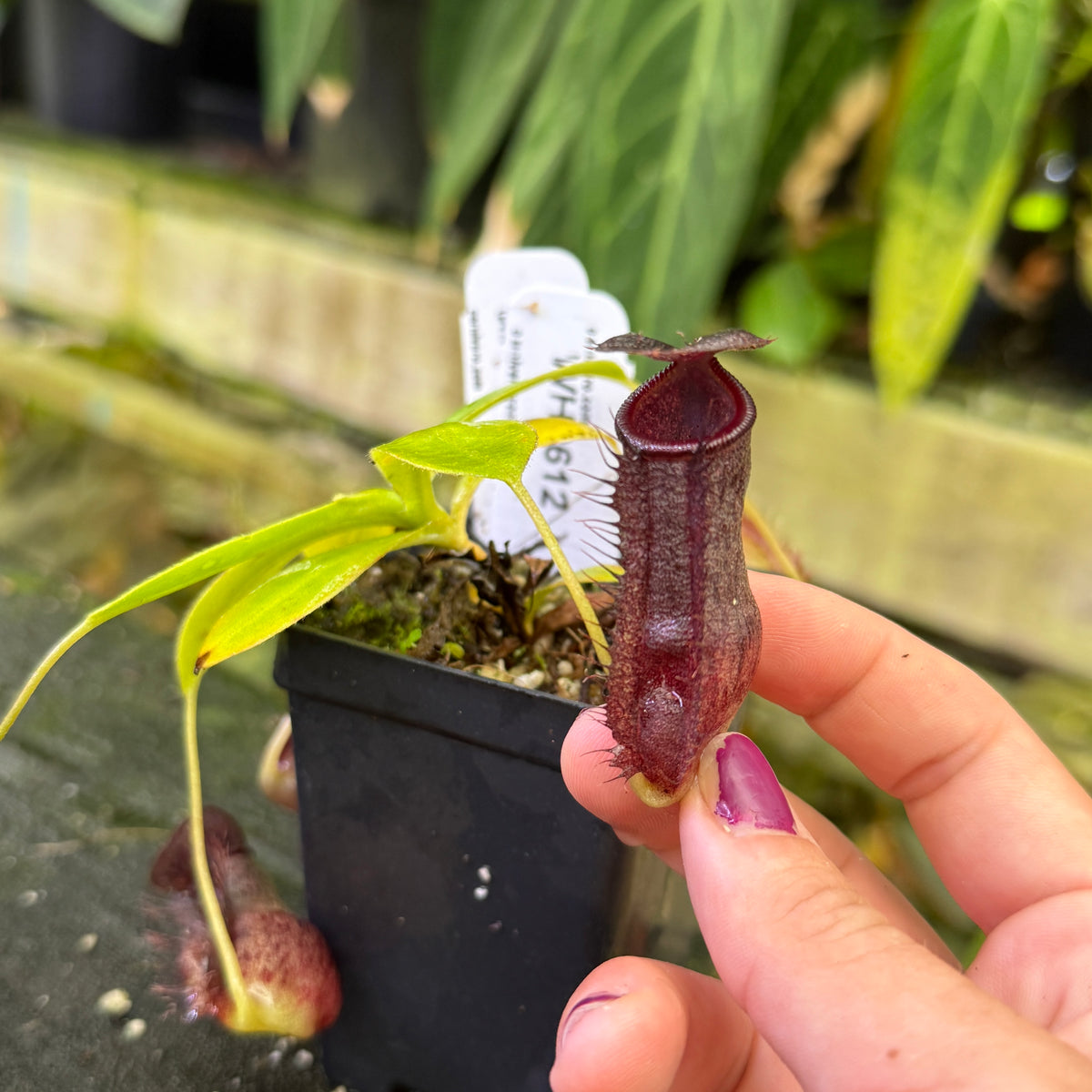 WH0612	Nepenthes naga x (peltata x tenuis), CAR-0478 (M)