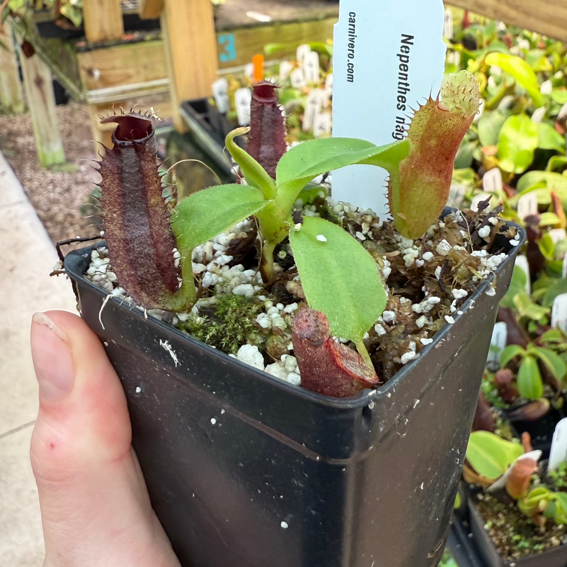 Nepenthes naga x gymnamphora, CAR-0586 – Carnivero