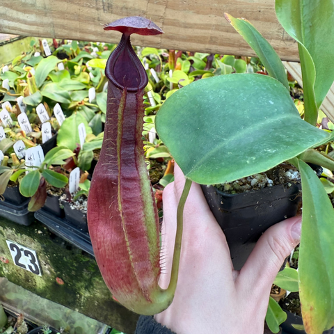 Nepenthes naga x gymnamphora pitcher plant with a tall burgundy pitcher and green leaf, held in a hand in a nursery.