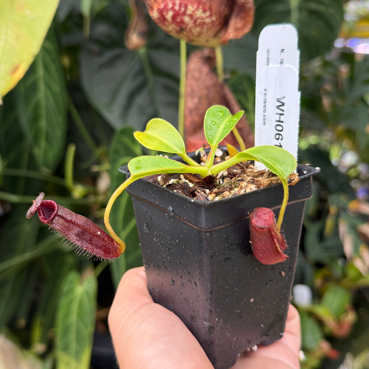 A hand holding a small black plastic pot containing a carnivorous pitcher plant with green leaves and reddish-purple pitchers, with a white plant tag inserted into the soil.